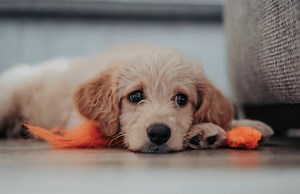 Labradoodle Rescue Massachusetts - Full List