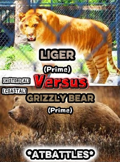Liger vs grizzly bear who is stronger 🔥