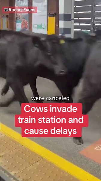 Cows Invade Train Station and Cause Delays