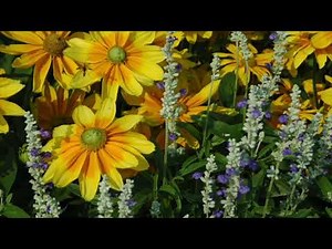 Secret Garden Visualisation/Meditation for Relaxation