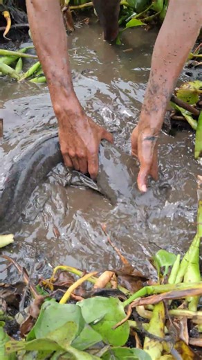 Top Asian Hand Fishing Method #shorts #fishing #fish