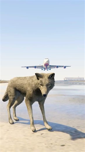 GTA 5 Experiment: Massive Plane vs wolf ! ✈️🐺 GTA 6 GTA VI GTA6 قراند كراند تحدي #gta6 #gta5