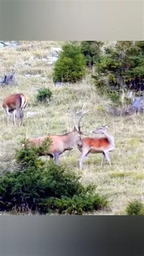 🦌 Весёлая игра оленей в лесу#Олени #Олень #Лес #ДикаяПрирода