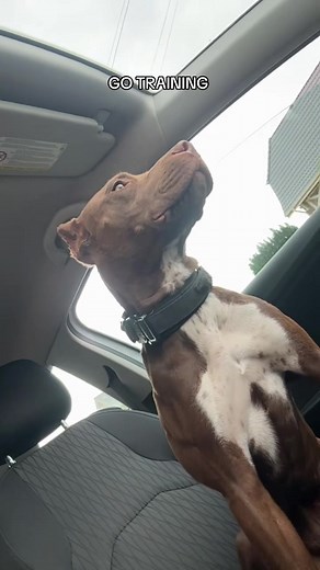 One session, two different energies. Progress is built rep by rep.🔥#hardala #training #sleep #muscle