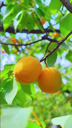 Vegetable Platter Making | Beautiful & Creative Cutting