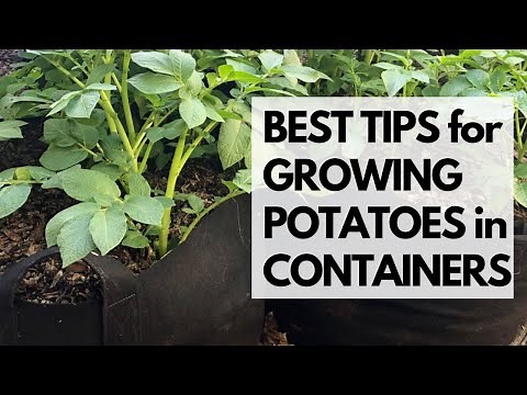 BEST TIPS for GROWING POTATOES in CONTAINERS : How to Grow Potatoes in Containers in Arizona