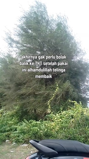 The Benefits of Propolis for Ear Health