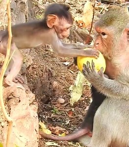 Busy monkeys share mangoes with little monkeys #cutemonkey | Cute Monkey