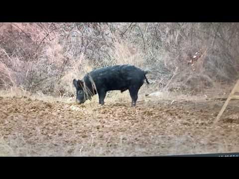 300 GR FTX SLOW MOTION BULLET IMPACT!!