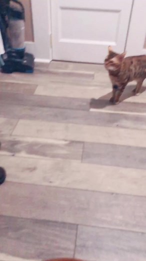 Cat Acting Strangely: What's Wrong with My Pet?