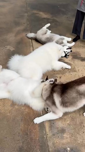 Hi, We are open everyday😀No need to make a reservation, please just walk in since it is a first come first served system. *SPECIAL PROMOTION* *Petting time, 11.45 am to 12.45 pm = 350 Baht **Petting time 2.45 pm to 3.45 pm = 350 Baht *Play time, 1 to 2 pm = 350 Baht **Playtime 4 to 5 pm = 350 Baht COMBO = Petting & Playtime, 2 hours for only 500 Baht WE ACCEPT CASH ONLY🙏 ***For the petting time, the dogs come to the playground group by group and you can help yourself to take pictures, no staff