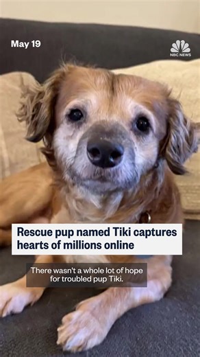 495K views · 10K reactions | A traumatized rescued dog named Tiki is winning over the hearts of millions online as his foster mom documents his journey to overcome his fears and learn to love again. | NBC News | Facebook