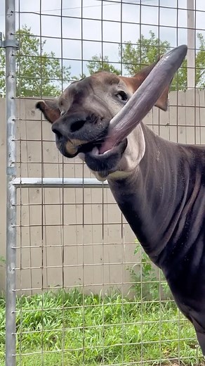7.9K views · 439 reactions | They use it to clean their eyes and ears! #okapi #okapis #okapisofinstagram #rareanimals #endangeredspecies #coolanimals #love #instagood | Tanganyika Wildlife Park | Facebook