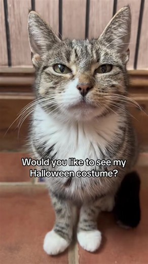 Mittens last Halloween costume 🥺 #Mittens #onthisday | mittens passed away