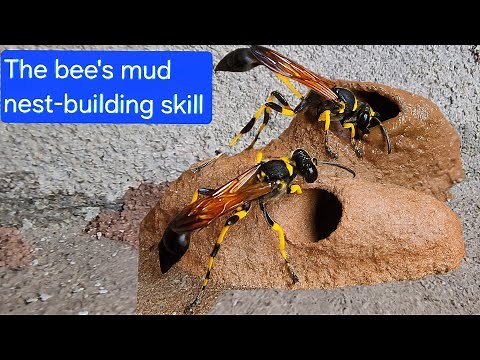 Wasp at Work: Crafting a Mud Nest | Tropical forest bees