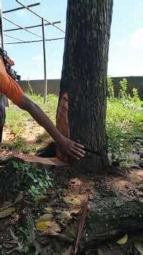 Red Mahogany tree felling. #cuttingskills #chainsaw