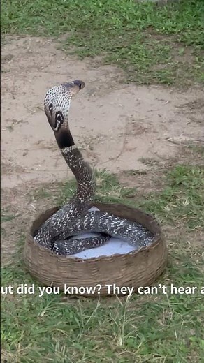 COBRA DANCING #animalfacts #cobradancing #wildlife