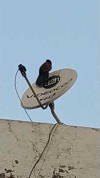 Greater coucal | Kitten meowing to attract cats #shorts #shortsfeed