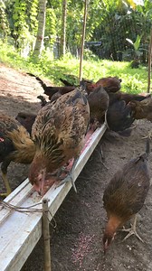 4.1K views · 296 reactions | Baby Stags & Baby Pullets Disclaimer: No animals harmed during this event, for entertainment and Pet showing purposes only❗️❗️❗️ | EJ Creekside Gamebirds | Facebook