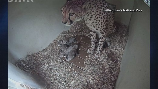 4 cheetahs born at Smithsonian's National Zoo