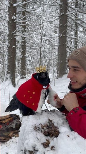 #воронгоша #raven #birds #commonraven #animals #ravenbird #nature