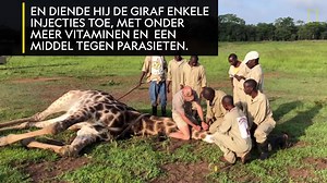 220K views · 986 reactions | Toen deze giraf bleek vast te zitten, kwam een team reddingswerkers meteen in actie. | National Geographic | Facebook