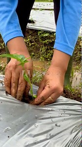 The process of farmers planting cayenne pepper seeds in the morning in the field through a plastic hole in the mulch.