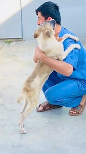 Cooper and Zephyr won't be on our June airlift, but them and puppies like them that will benefit from the time and space created in our shelter with this airlift. We do not have the funds raised for it, and we are still desperately in need of dog homes. Please help. https://secure.givelively.org/donate/kabul-small-animal-rescue/ksar-all-paws-airlift-2024 | Kabul Small Animal Rescue