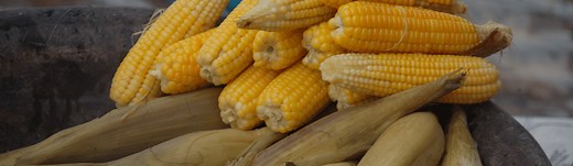 Maize