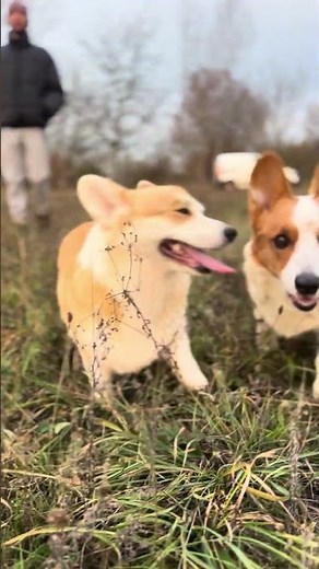 Eight Irresistible Corgis on a Wholesome Hay-Bale Adventure | The Cutest Chaos You’ll See Today