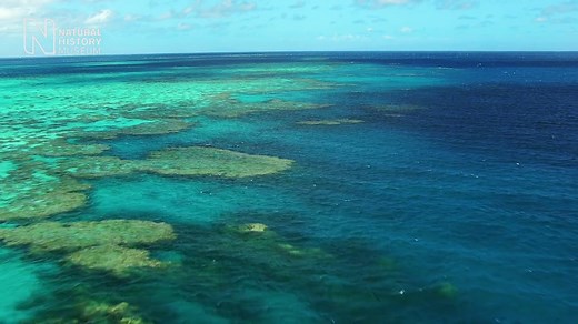 Corals: builders of the reef | Natural History Museum