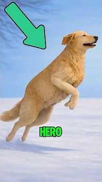 These Brave Dogs Saved Human Lives in the Most Terrifying Moments… And the Last One Is Unbelievable!