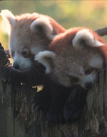 54K views · 2.8K reactions | LEARNING at Chester Zoo is better than ever... Discover endangered species and how our conservation work protects them 憐 Immerse yourself in NEW virtual visits  Enjoy animal workshops with our EXPERTS ‍ At your school or at the zoo  Find out more  www.chesterzoo.org/education | Chester Zoo | Facebook