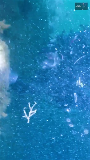 11K views · 36 reactions | This Ship Used To Be A German Engineering Masterpiece! #wwI #germany #ship | Choppertown | Facebook