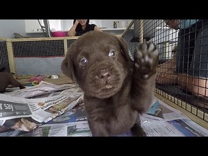 Chocolate Labrador Puppies 5 weeks old