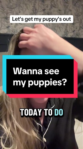 Adorable Cockerpoos in Action!