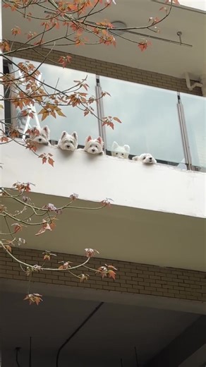 We're one big family! #pet #dog #family #cute #havefun #lovely #interesting #friends #happylife #share Cr: Rednote xiongqiuqiu