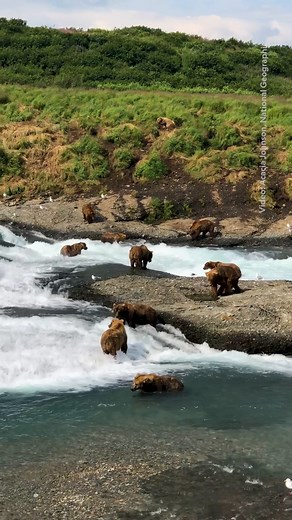 Welcome to the Alaska Peninsula, the thriving home of 8,000-10,000 wild brown bears. Here, vast stretches of intact habitat, pristine rivers, protected areas, and abundant food sources like salmon and sedge grass support the densest populations of brown bears anywhere on earth. The secret to this remarkable habitat? Keeping it wild and pristine. From McNeil River State Game Sanctuary, to Katmai National Park, to Lake Iliamna, here are a few glimpses of this awe-inspiring part of Alaska, one of t