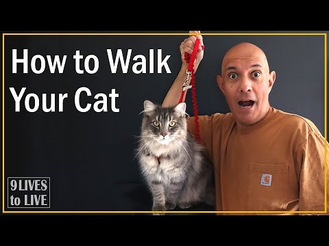 How to Walk Your Cat with a Harness