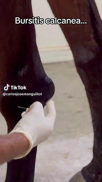 Bursitis Calcanea en Caballos: Caso Traumatológico