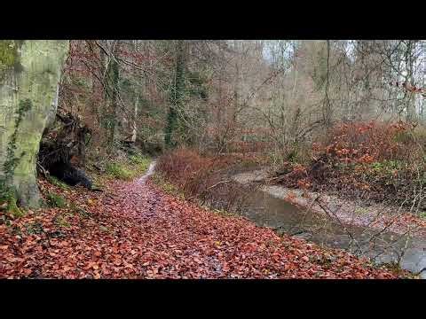 Real Snowfall Sounds in the Forest – Peaceful ASMR Winter Ambience (2 Hours)