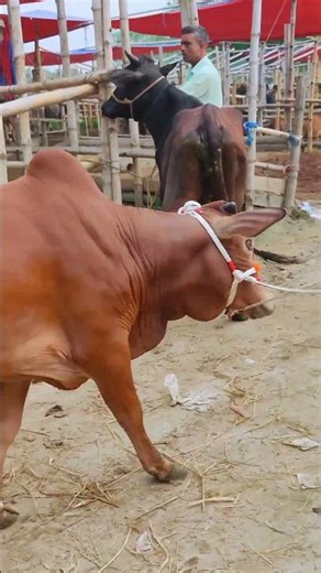 Cow videos 1257😅 #shortsvideo #funnyshorts #funny #cow #cowcow #funnycow #animals