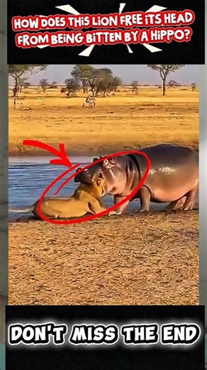 How does this lion free its head from being bitten by a hippo? #wildlife #lion #hippo #shorts