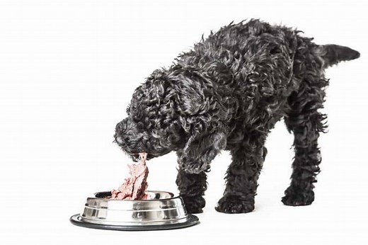 Can Poodles Eat Chicken? What Every Owner Should know | Poodle Report