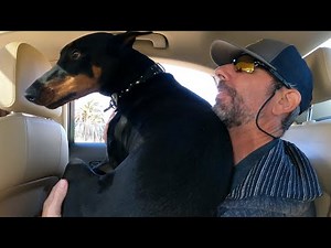 World's biggest lap dog