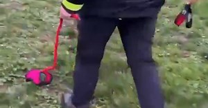O que é Hobby Dogging: atividade consiste em passear com 'cães invisíveis'
