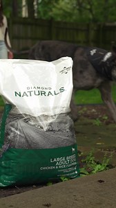 Keep those big paws moving smoothly with Diamond Naturals® Large Breed Chicken & Rice Formula. It's formulated with glucosamine and chondroitin for joint support. 🐾 ✨ | Diamond Pet Foods
