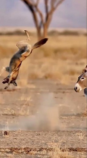 Wonderful moment of a donkey kicking an animal with its back foot