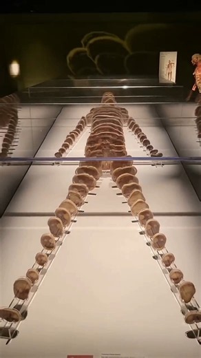 Human Body Slices #shorts