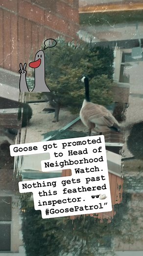 This just in: our rooftop has officially become Goose HQ! 廉....